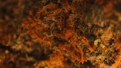 Peanut Budder Breath - Image 2