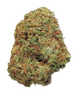 Northern Lights (Bulk)