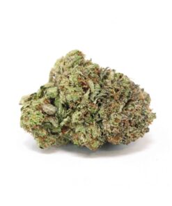 Northern Lights (Bulk)